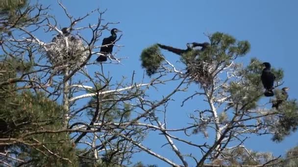 Hnízdící Kolonie Velkých Kormoránů Phalacrocorax Carbo Curonian Spit Národní Park — Stock video