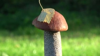 Mantar portakal kapağı boletus Leccinum aurantiacum yaprak döndürme ile 