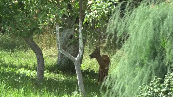 Mammal Roe Deer Eating Apples Autumn Time Old Garden — Vídeo de Stock