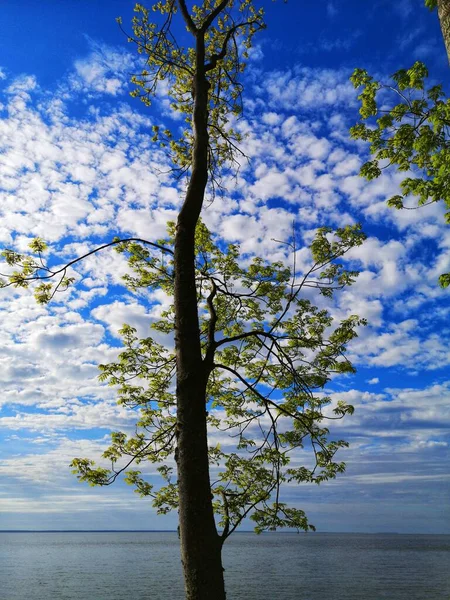 Fresh Young Spring Leaves Tree Sea Lagoon Water — Stock Photo, Image