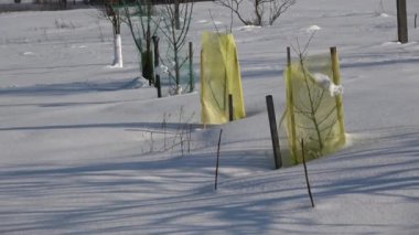 Genç meyve ağaçları kış bahçesindeki vahşi hayvanlardan korunuyor.