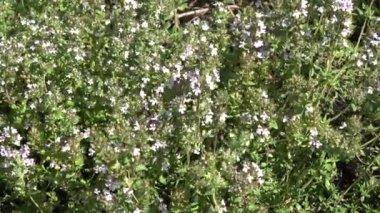 Yaz rüzgârında çiçek açan tıbbi bitki kekik arka planı