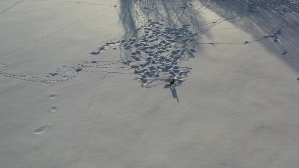 Veado Ovas Solitário Campo Inverno Nevado Vista Aérea — Vídeo de Stock