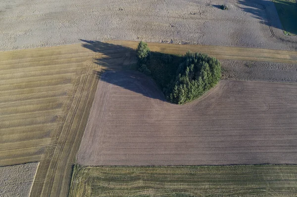 Getreidefelder Und Hain Naturpark Litauen Luftaufnahme — Stockfoto