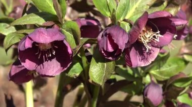 İlkbahar rüzgarında güzel bir bitki olan Helleborus Orientalis