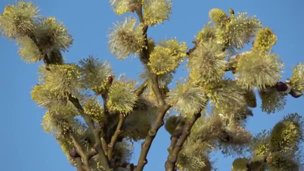 Flowering Pussy Willow Salix Caprea Branches Rotating — ストック動画