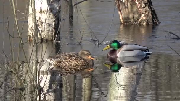 Canards Colverts Mâles Femelles Anas Platyrhynchos Sur Les Eaux Crue — Video