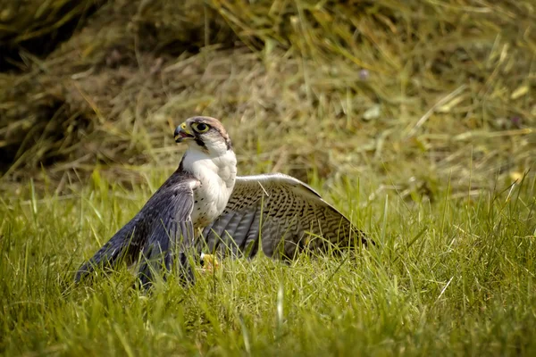 Falcão na relva — Fotografia de Stock