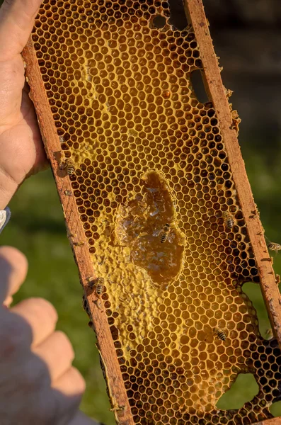 养蜂人显示蜂窝框架 — 图库照片