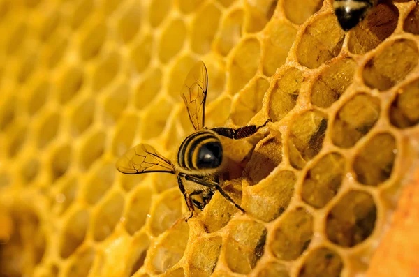 Bienen arbeiten an Waben — Stockfoto