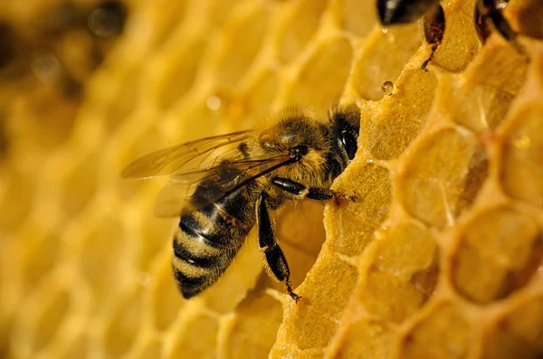 Werk van de bijen op de honingraat — Stockfoto