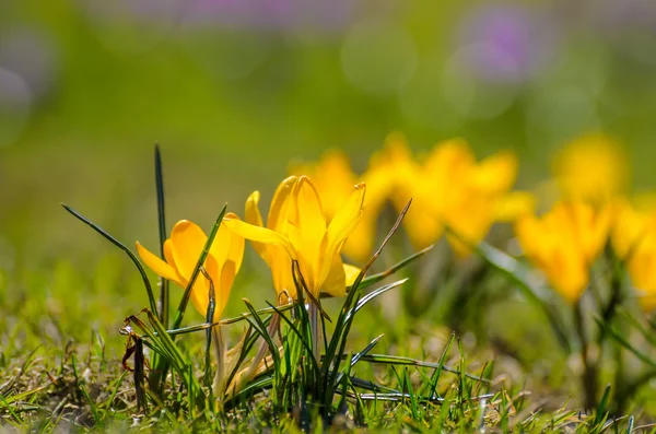Gelber Frühlingskrokus auf einer Wiese — Stockfoto