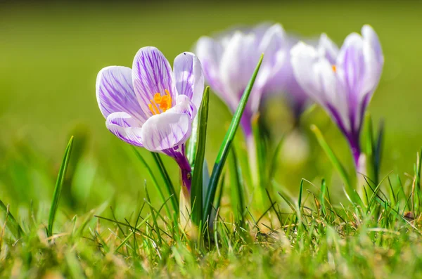 Vit våren Krokus på en äng — Stockfoto