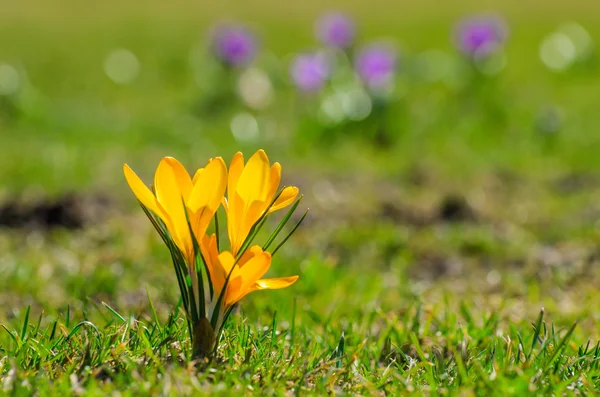 Gele voorjaar crocus op een weide — Stockfoto