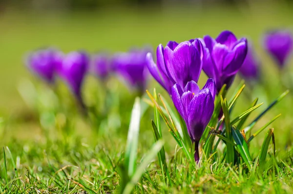Purpurfarbener Frühlingskrokus auf einer Wiese — Stockfoto