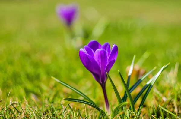 Paarse voorjaar crocus op een weide — Stockfoto