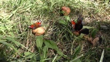 Aglais io known as the peacock butterfly.Butterfly Aglais io feeds on a ripe pear that has fallen from a tree.