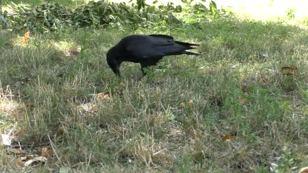 Curious Black Crow Raven Bird Feeds Carrion — 图库视频影像