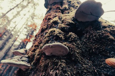 Almanya 'da yürüyüş, sonbaharda Bavyera Alpleri