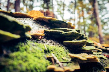 Almanya 'da yürüyüş, sonbaharda Bavyera Alpleri