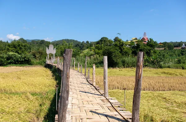 从乡村到泰国北部当地寺庙的收获季节过后 穿过金色稻田的旧竹桥 前面有抄袭的空间 — 图库照片
