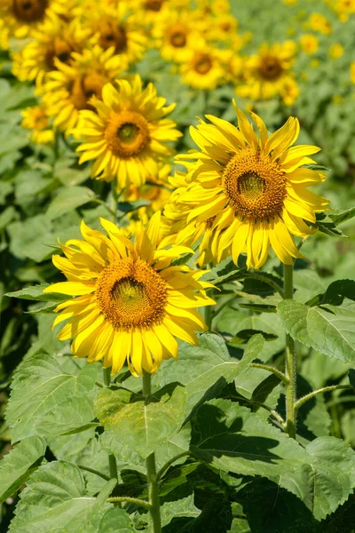 Closeup Blooming Sunflower Field Countryside Farm Located Hill Bright Fresh — Stock Photo, Image