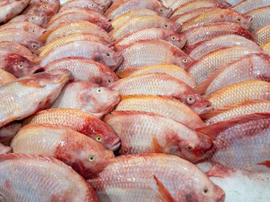 Taze kırmızı tilapia balığı grubu Tayland 'daki süpermarkette satışta, arka plan manzaralı..