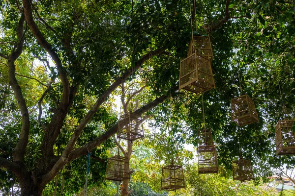 Lot Wooden Birdcages Hanging Branch Large Tree Decorated Local Coffee — Stock Photo, Image