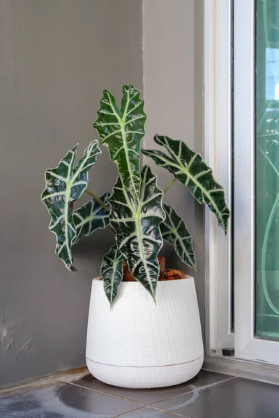 Alocasia Sanderiana Toro Olla Plástico Blanco Cerca Esquina Del Balcón —  Fotos de Stock