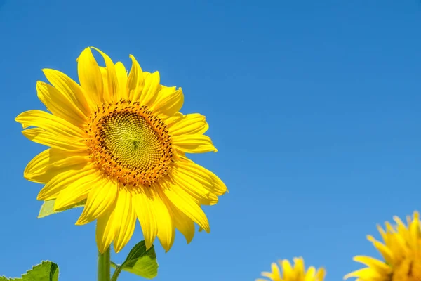 Closeup Beautiful Sunflower Blooming Clear Blue Sky Flower Field Countryside — Stock Photo, Image
