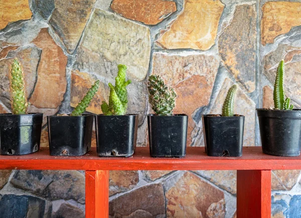 Various Cantus Arranged Wooden Shelf Wall Decorating Small Restaurant Front — Stockfoto