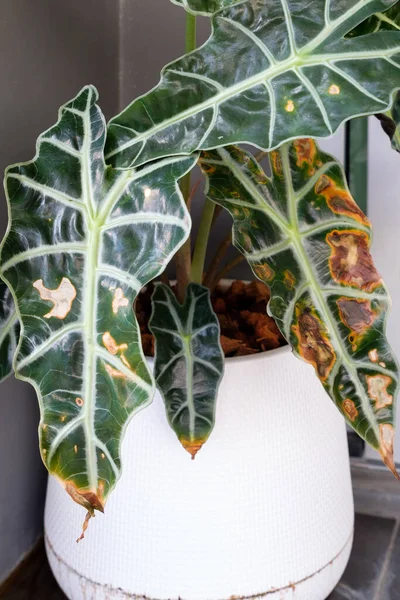 Kris Plant Alocasia Sanderiana Bull Disease Soft Rot Leaves Dry lizenzfreie Stockfotos