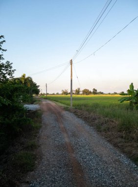 The small dirt road along the paddy field near the countryside village, with the electric pole along the way to the farmer's house, front view for the copy space.
