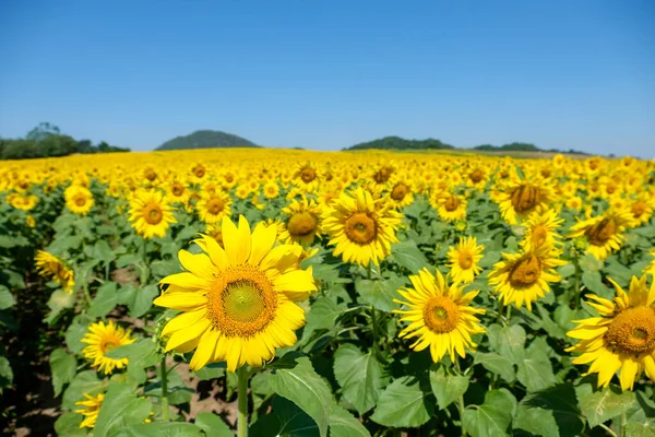 Blooming Sunflower Field Countryside Farm Located Hill Selective Focus Front — Stock Photo, Image
