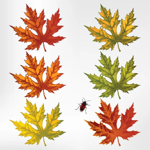 Maple leaves, set. Vector illustration. — Stock Vector