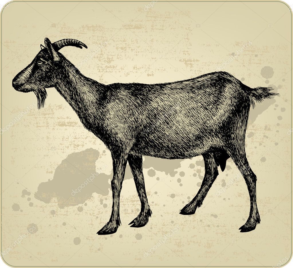 456 Nanny Goat Vector Images Nanny Goat Illustrations Depositphotos