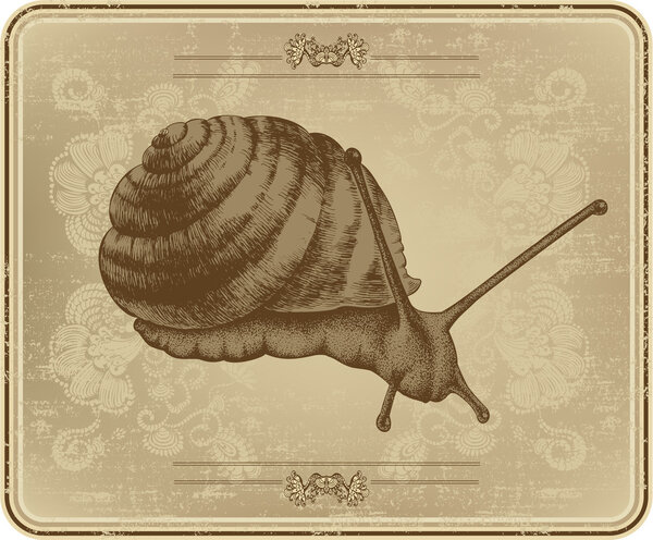 Menu with snail, hand drawing. Vector illustration.