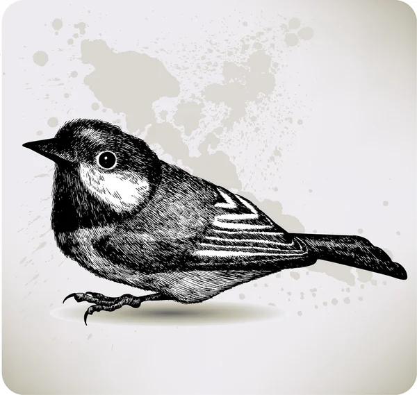 鸟 titmouse、 手绘图。矢量插画. — 图库矢量图片