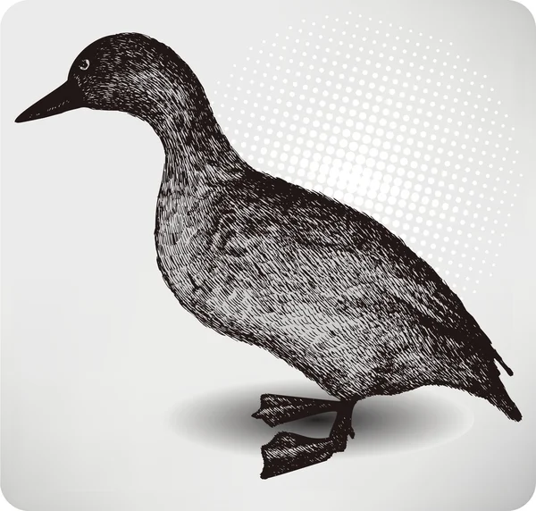 Wild duck, vintage hand-drawing. Vector illustration. — Stock Vector