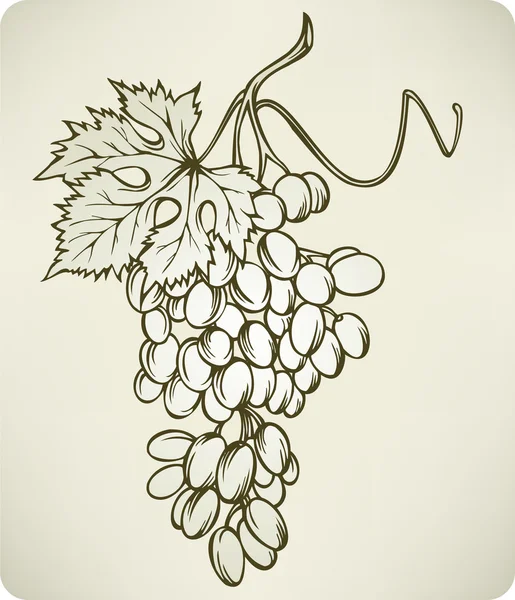 Grapes, hand-drawing, vector illustration. — Stock Vector