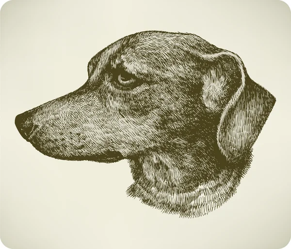 Razza di cane bassotto, disegno a mano. Illustrazione vettoriale . — Vettoriale Stock