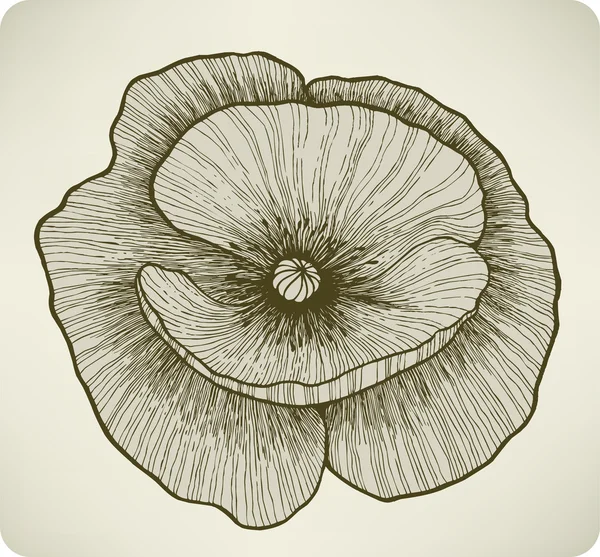 Fiore di papavero, disegno a mano. Illustrazione vettoriale . — Vettoriale Stock