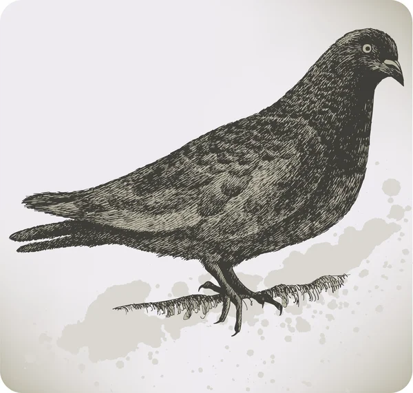 Ptak gołąb, rysunek. Ilustracja wektorowa. — Wektor stockowy