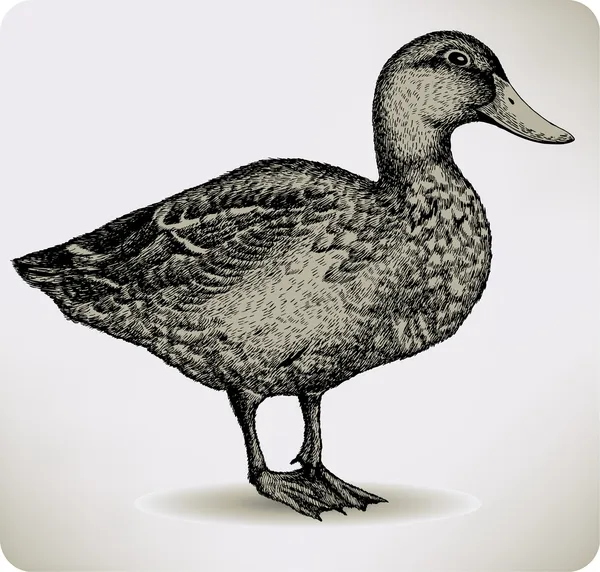 Vogel eend, hand-tekening. vectorillustratie. — Stockvector
