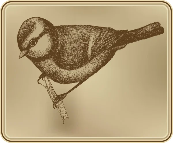 Pájaro titmouse, dibujo a mano. Ilustración vectorial . — Archivo Imágenes Vectoriales