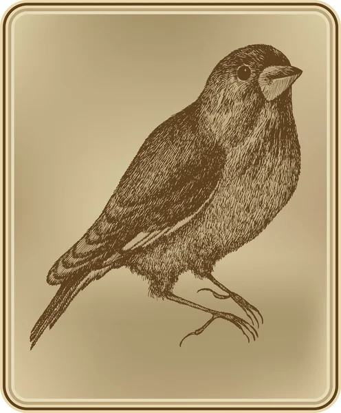 Pájaro sentado, dibujo a mano. Ilustración vectorial . — Archivo Imágenes Vectoriales