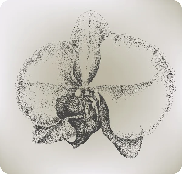 Fiore di orchidea, disegno a mano. Illustrazione vettoriale . — Vettoriale Stock