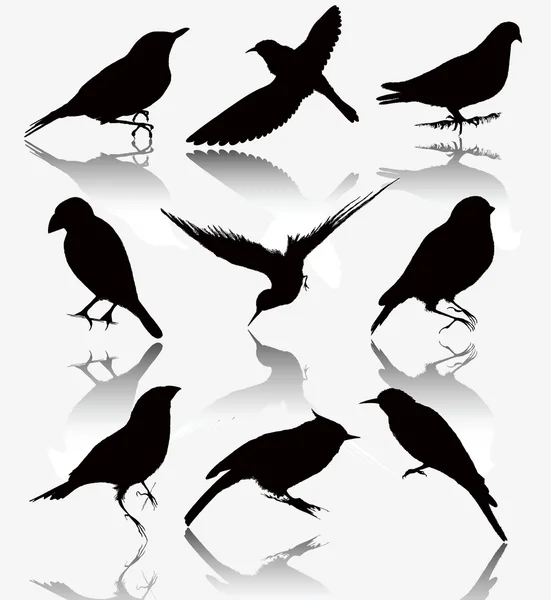 Collection of silhouettes of wild birds, vector illustration. — Stock Vector