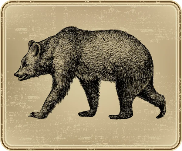 Dierlijke wild bear, hand-tekening. vectorillustratie. — Stockvector