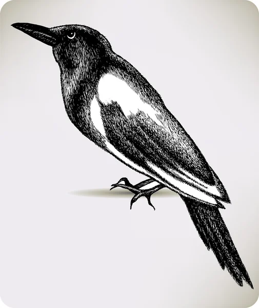 Kuş Saksağan, el çizimi. vektör çizim. — Stok Vektör